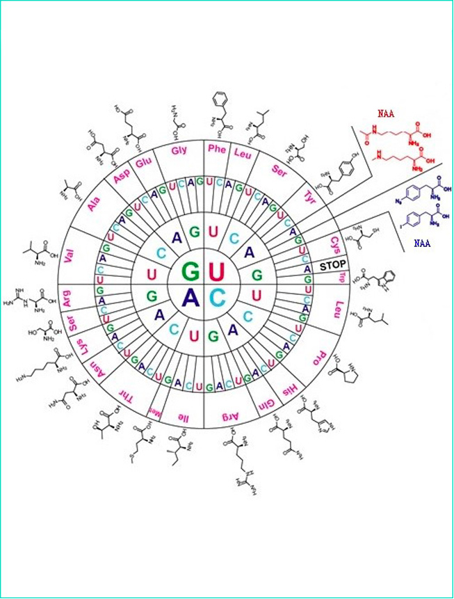 非天然氨基酸蛋白合成技術(shù)